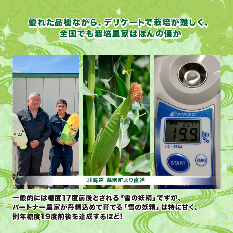 白とうもろこし(雪の妖精)10本