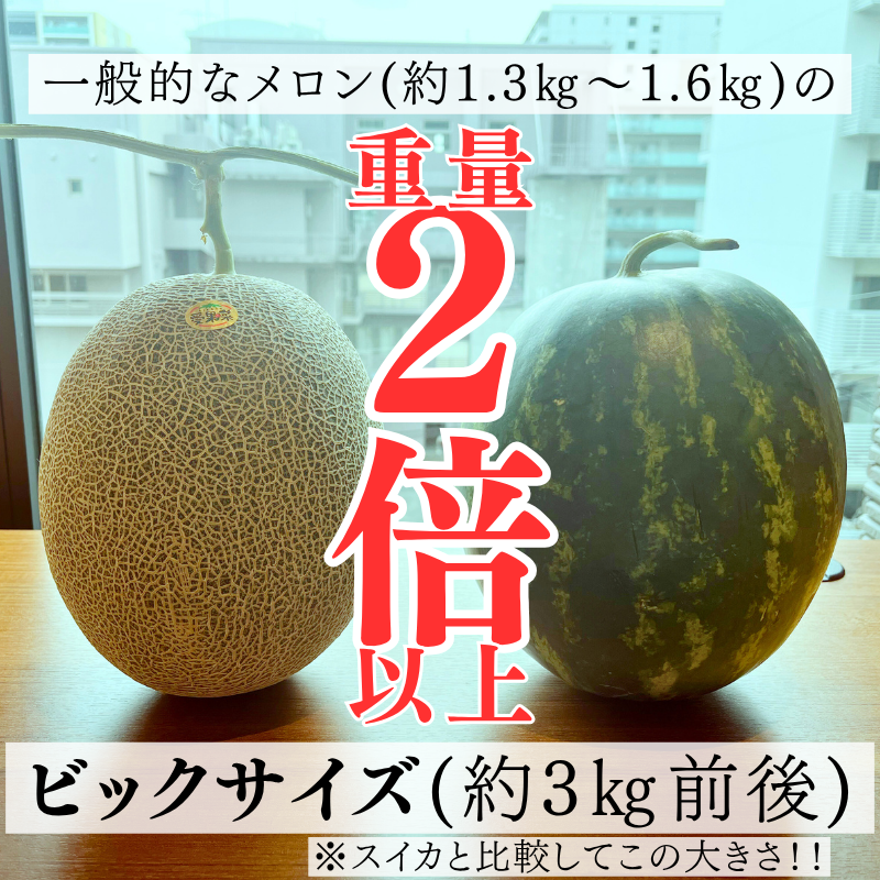 【先行予約販売】長崎産 愛菜グリーン