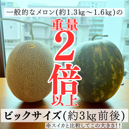 【先行予約販売】長崎産 愛菜グリーン