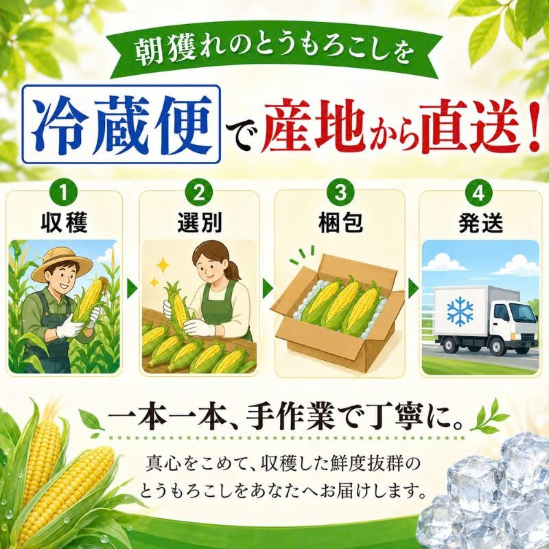 【先行予約販売】北海道幕別町 中山さんちのとうもろこし 食べ比べセット「雪の妖精」＆「おおもの」各10本