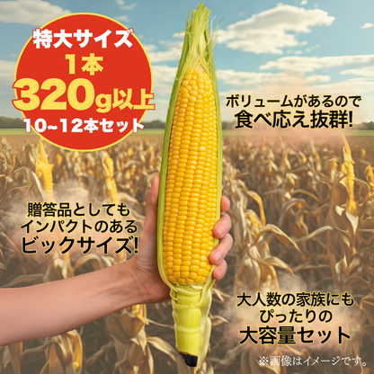 【先行予約販売】福岡産 秋山さんちのとうもろこし