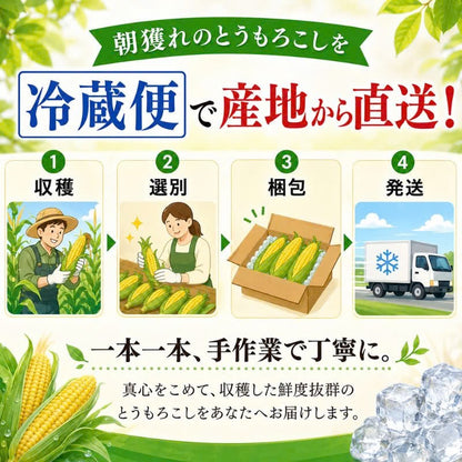 【先行予約販売】北海道幕別町 中山さんちのとうもろこし 食べ比べセット「雪の妖精」＆「おおもの」各5本
