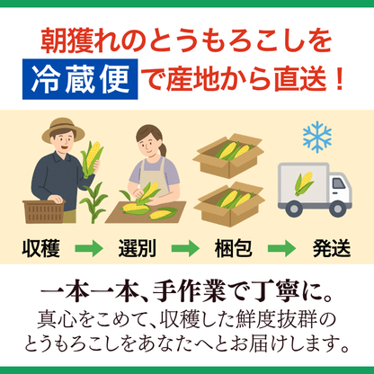 【先行予約販売】福岡産 秋山さんちのとうもろこし