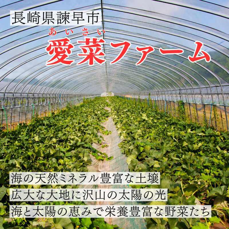 【先行予約販売】長崎産 愛菜グリーン